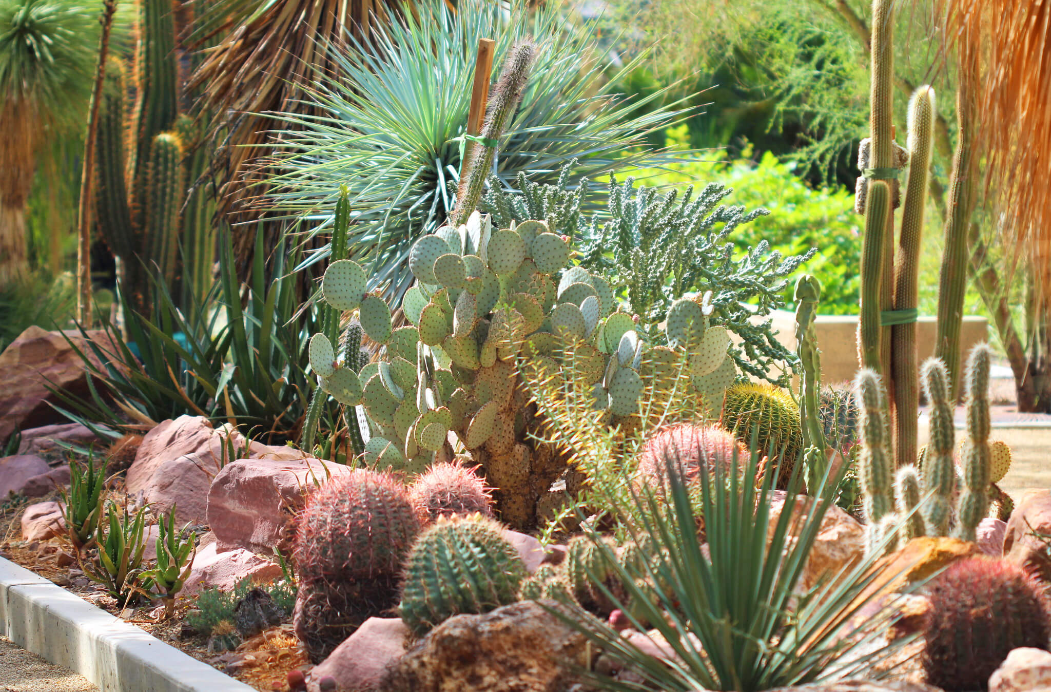 cactus and succulent garden showcased